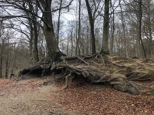 Freigelegte Wurzeln einer Rotbuche