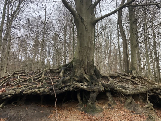 Rotbuche im Gieselautal