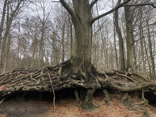 Rotbuche im Gieselautal