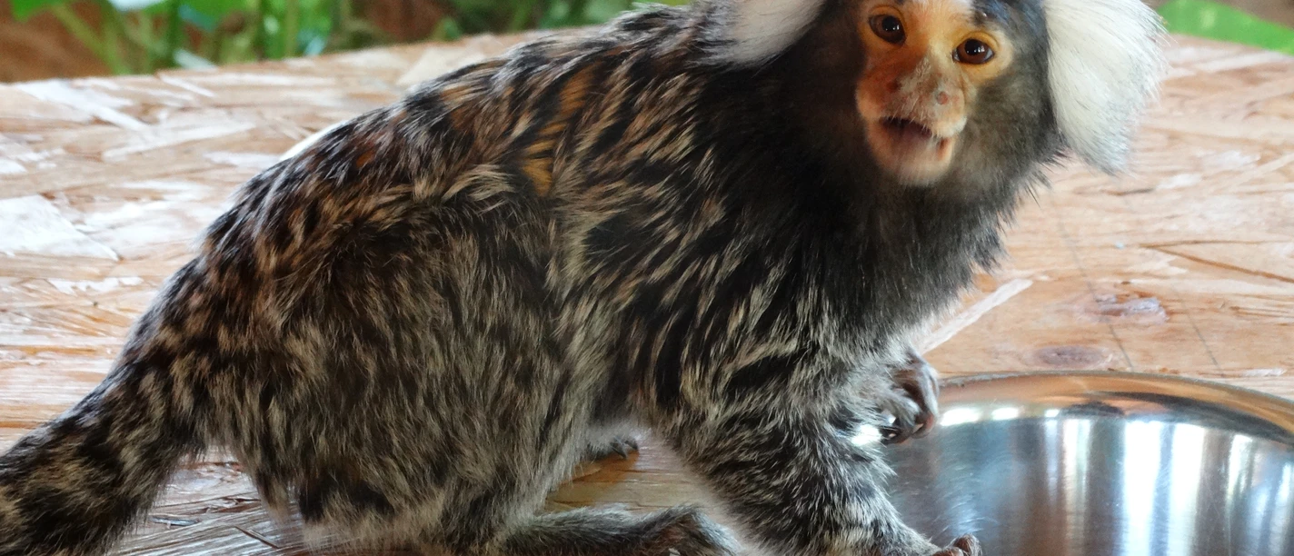 Monkeys in the wildlife park