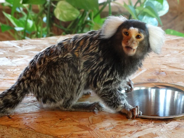 Affen im Wildpark