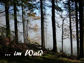 0Titel waldbaden-cuxhaven_Annette Bernjus.jpg