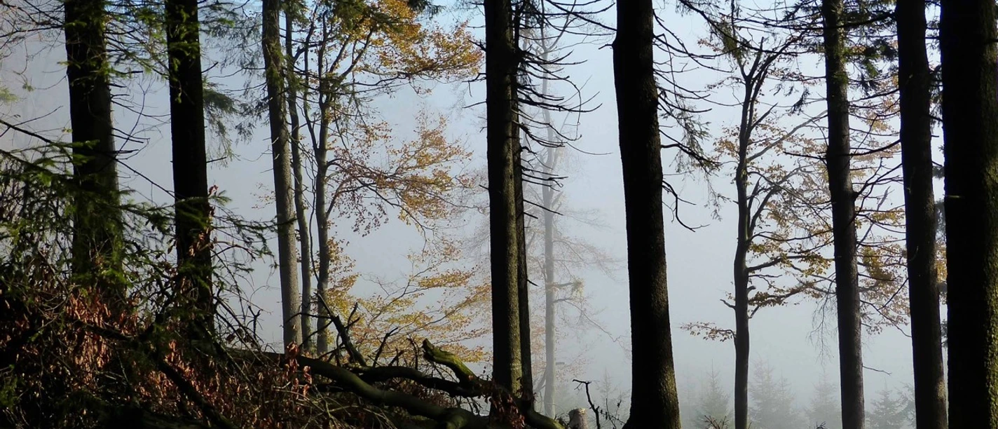 0Titel waldbaden-cuxhaven_Annette Bernjus.jpg