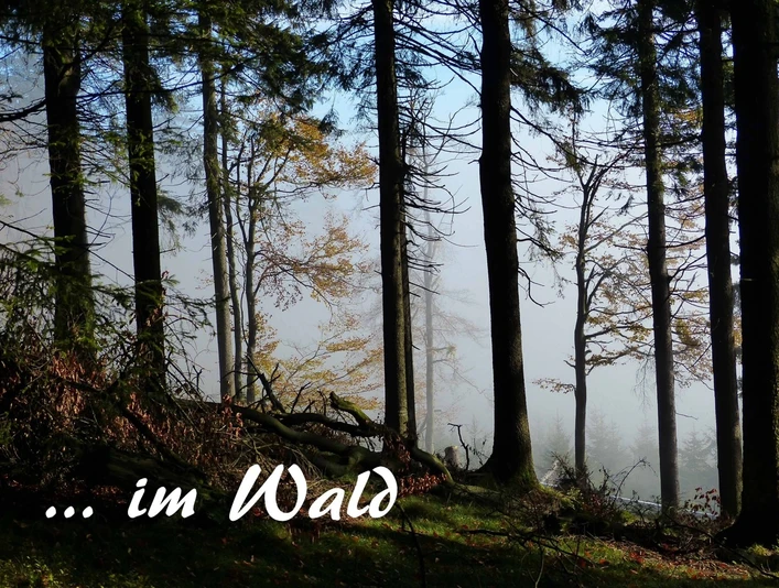 0Titel waldbaden-cuxhaven_Annette Bernjus.jpg