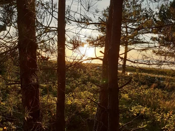 1waldbaden-cuxhaven_Suse Weber.jpg