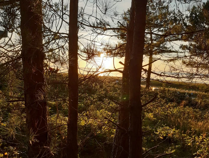 1waldbaden-cuxhaven_Suse Weber.jpg