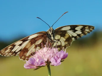 Schachbrettfalter (Melanargia galathea) sitzt auf einer blühenden Acker-Witwenblume vor blauem Himmel.