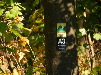 Wegemarkierung am Niesetalweg Wegemarkierung am Baum mit Niesetalweg-Logo und Routeninformation A3, umgeben von Herbstblättern.