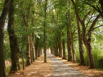 Eine von Bäumen gesäumte Allee mit einem schmalen Pfad und herbstlichen Blättern am Boden.