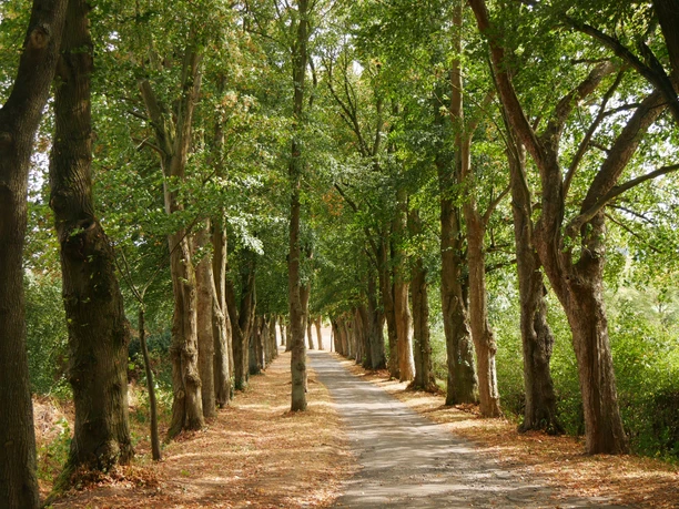 Kreuzweg Vörden Eine von Bäumen gesäumte Allee mit einem schmalen Pfad und herbstlichen Blättern am Boden.