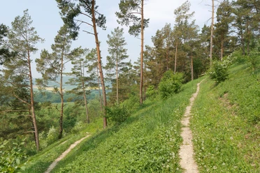 Serpentinenpfad schlängelt sich durch Kiefernwald am Heinberg, mit Blick auf grüne Hügel in der Ferne.