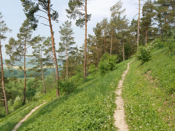 Serpentinenpfad schlängelt sich durch Kiefernwald am Heinberg, mit Blick auf grüne Hügel in der Ferne.