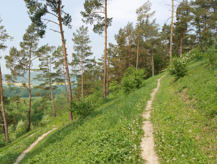 Serpentinen am Heinberg Serpentinenpfad schlängelt sich durch Kiefernwald am Heinberg, mit Blick auf grüne Hügel in der Ferne.