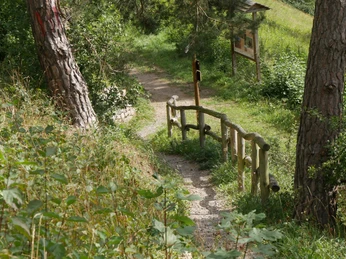 Pfad am Heinberg Verschlungener Pfad durch dichten Wald, flankiert von Holzgeländer, führt in tiefer liegende Natur.