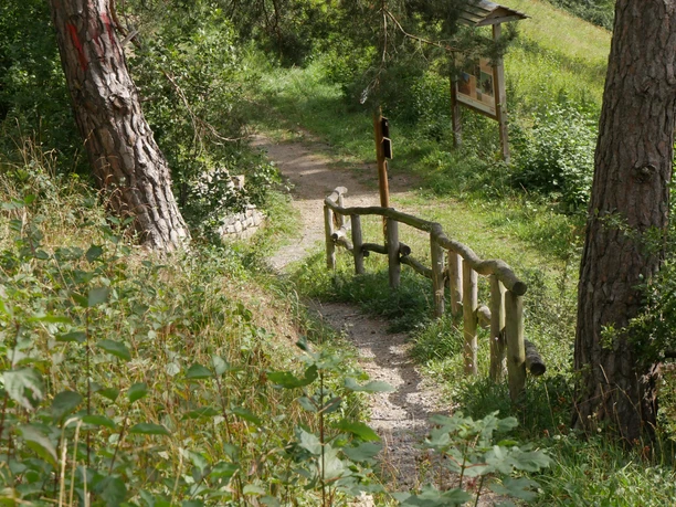 Pfad am Heinberg Verschlungener Pfad durch dichten Wald, flankiert von Holzgeländer, führt in tiefer liegende Natur.