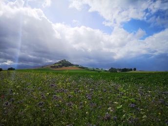Der Desenberg aus der Ferne Ein grüner Hügel erhebt sich majestätisch unter einem dramatischen Himmel voller Wolken und Lichtstrahlen.