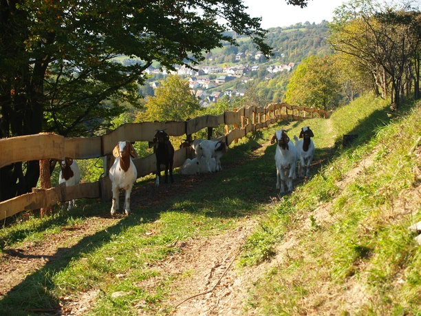 Mit Ziegen Wandern