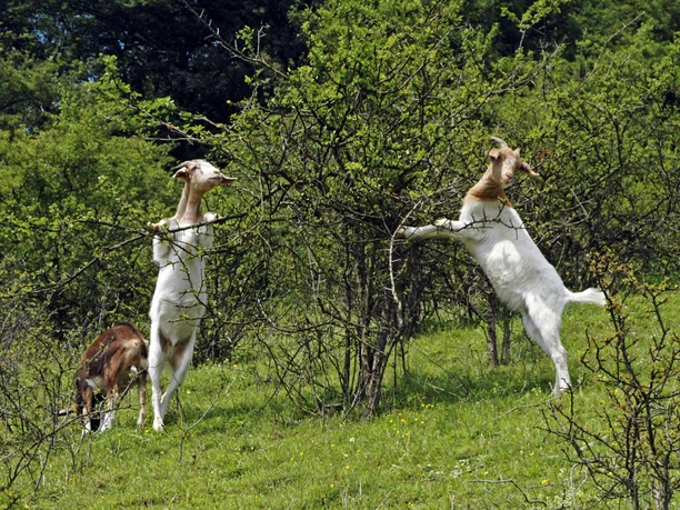 Ziegen auf einer Wiese knabbern an dornigen Sträuchern, umgeben von grünem Hügelgebiet.