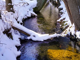 Winterlicher Sennebach in Schloß Holte-Stukenbrock