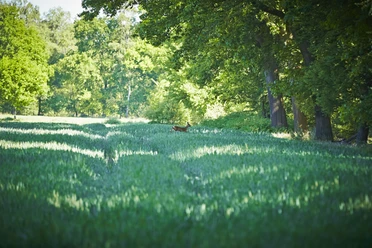 Grafschaft_Bentheim_Wald Reh.jpg