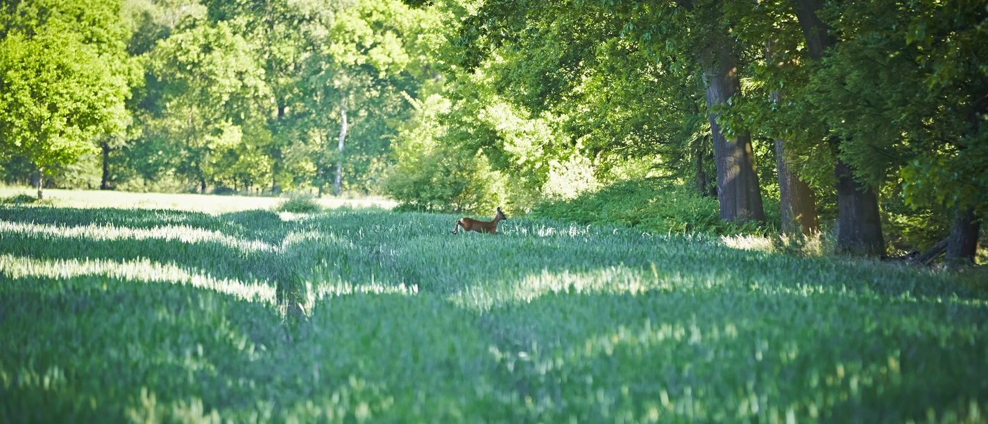 Grafschaft_Bentheim_Wald Reh.jpg