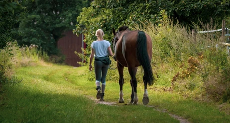 horse-gdca56f985_1920.jpg