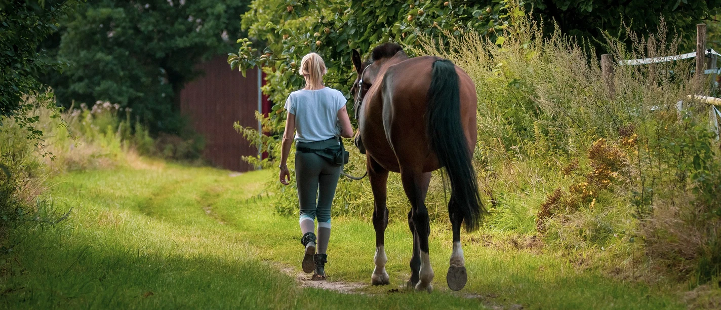 horse-gdca56f985_1920.jpg