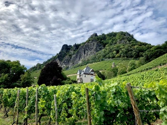 Weinberge in Rhöndorf