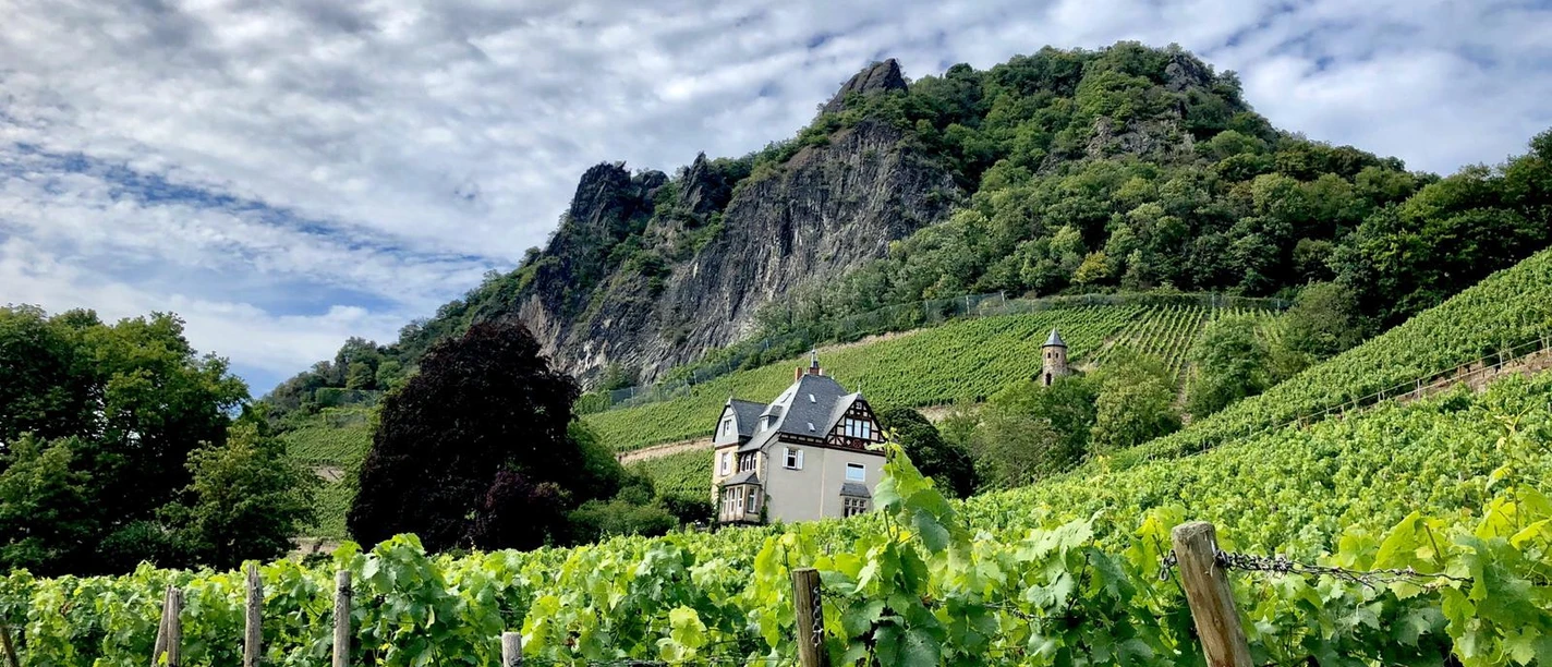 Weinberge in Rhöndorf