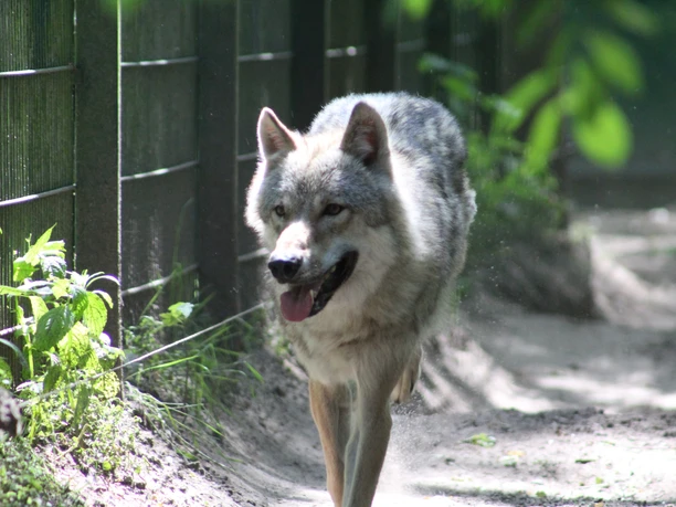 A visit to the Wolfcenter in Dörverden