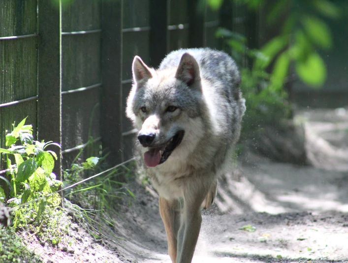 Ein Besuch des Wolfcenters in DörverdenA visit to the Wolfcenter in DörverdenEt besøg i ulvecentret i DörverdenEen bezoek aan het wolvencentrum in Dörverden