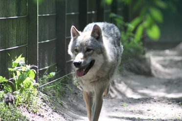 Ein Besuch des Wolfcenters in Dörverden Ein Besuch des Wolfcenters in Dörverden