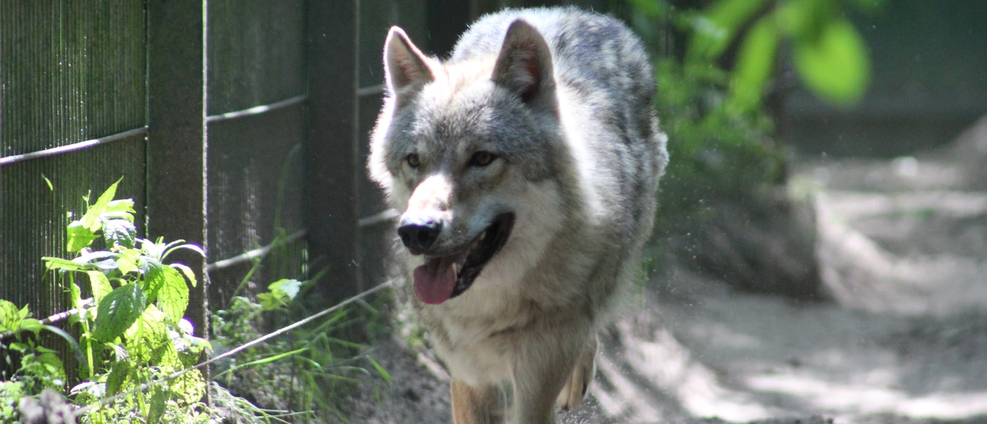 Ein Besuch des Wolfcenters in Dörverden A visit to the Wolfcenter in Dörverden