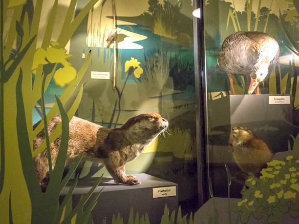 Ausstellung Ein Ausstellungsraum zeigt einen präparierten Fischotter und eine Graugans in natürlicher Umgebung.