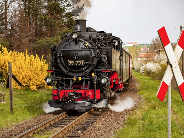 Frühling Zittauer Schmalspurbahn Zug der Zittauer Schmalspurbahn im Frühling mit blühenden Sträuchern und fernen Häusern.
