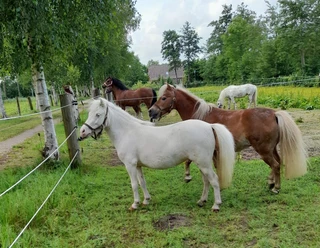Ponyreitschule Otterndorf