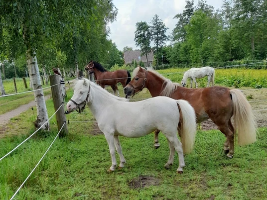 Ponyreitschule Otterndorf