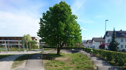 pumptrack-lerchenfeld-track-spielplatz-baum.jpg