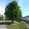 pumptrack-lerchenfeld-track-spielplatz-baum.jpg