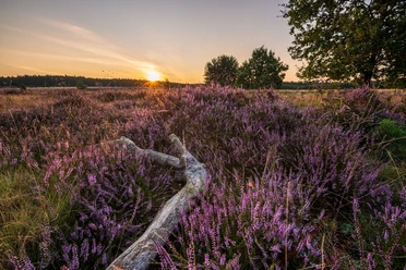 Sonnenuntergang Heideschleife Sonnenuntergang Heideschleife Misselhorner Heide Hermannsburg Südheide