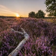 Sonnenuntergang Heideschleife Sonnenuntergang Heideschleife Misselhorner Heide Hermannsburg SüdheideSunset Heideschleife Misselhorner Heide Hermannsburg SüdheideSolnedgang Heideschleife Misselhorner Heide Hermannsburg SüdheideZonsondergang Heideschleife Misselhorner Heide Hermannsburg Südheide