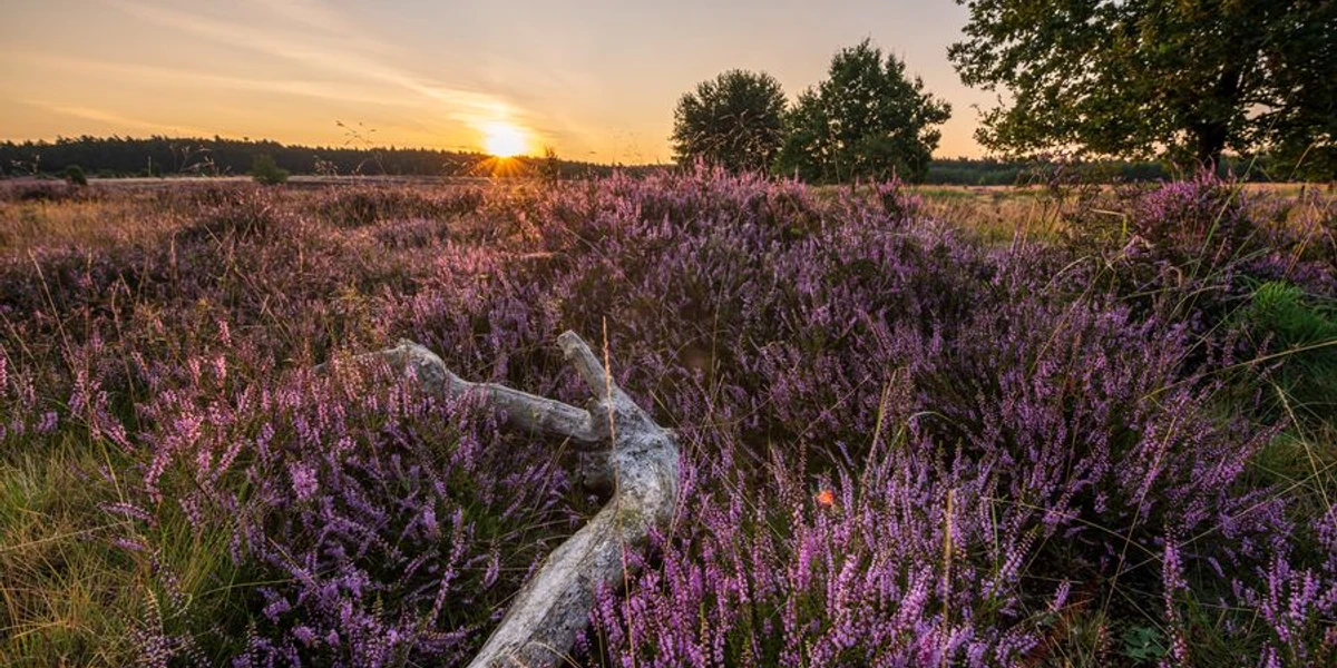 Sonnenuntergang Heideschleife Sonnenuntergang Heideschleife Misselhorner Heide Hermannsburg SüdheideSunset Heideschleife Misselhorner Heide Hermannsburg SüdheideSolnedgang Heideschleife Misselhorner Heide Hermannsburg SüdheideZonsondergang Heideschleife Misselhorner Heide Hermannsburg Südheide