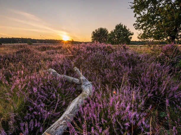 Sonnenuntergang Heideschleife Sonnenuntergang Heideschleife Misselhorner Heide Hermannsburg Südheide