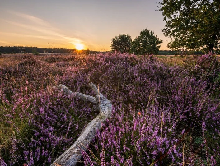 Sonnenuntergang Heideschleife Sonnenuntergang Heideschleife Misselhorner Heide Hermannsburg SüdheideSunset Heideschleife Misselhorner Heide Hermannsburg SüdheideSolnedgang Heideschleife Misselhorner Heide Hermannsburg SüdheideZonsondergang Heideschleife Misselhorner Heide Hermannsburg Südheide