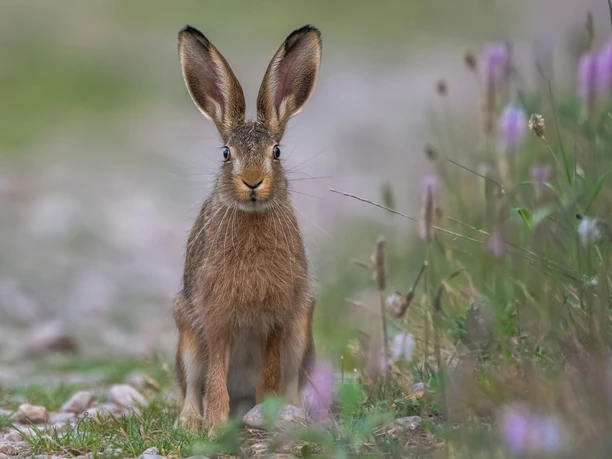 hare-6063733_1920.jpg hare-6063733_1920.jpg