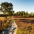Fischbeker Heide Fischbeker Heide Heideschleife Rundwanderweg