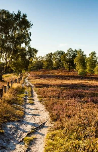 Fischbeker Heide Fischbeker Heide Heideschleife RundwanderwegFischbeker Heide Heideschleife circular hiking trailFischbeker Heide Heideschleife cirkulær vandrestiFischbeker Heide Heideschleife rondwandeling