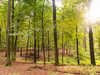 Laubwald Schwarze Berge Laubwald Schwarze Berge Heideschleife Rundwanderweg NordheideDeciduous forest Schwarze Berge Heideschleife circular hiking trail NordheideLøvskov Schwarze Berge Heideschleife cirkulær vandresti NordheideLoofbos Schwarze Berge Heideschleife rondwandelpad Nordheide