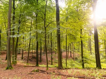 Laubwald Schwarze Berge Laubwald Schwarze Berge Heideschleife Rundwanderweg NordheideDeciduous forest Schwarze Berge Heideschleife circular hiking trail NordheideLøvskov Schwarze Berge Heideschleife cirkulær vandresti NordheideLoofbos Schwarze Berge Heideschleife rondwandelpad Nordheide