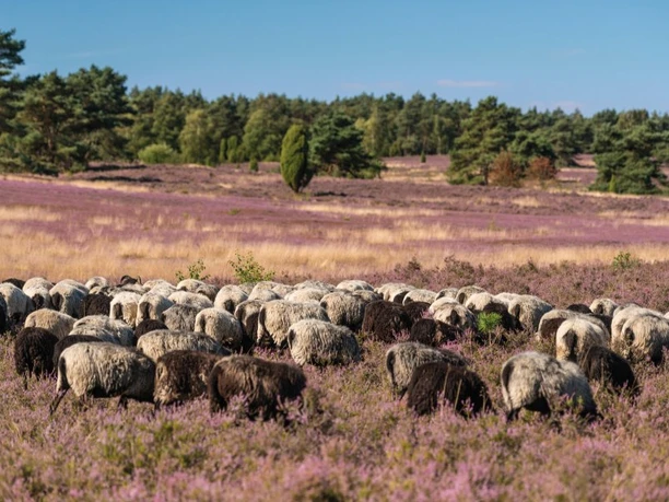 Heidschnuckenherde im Büsenbachtal oft trifft man am nachmittag eine heidschnuckenherde im büsenbachtal